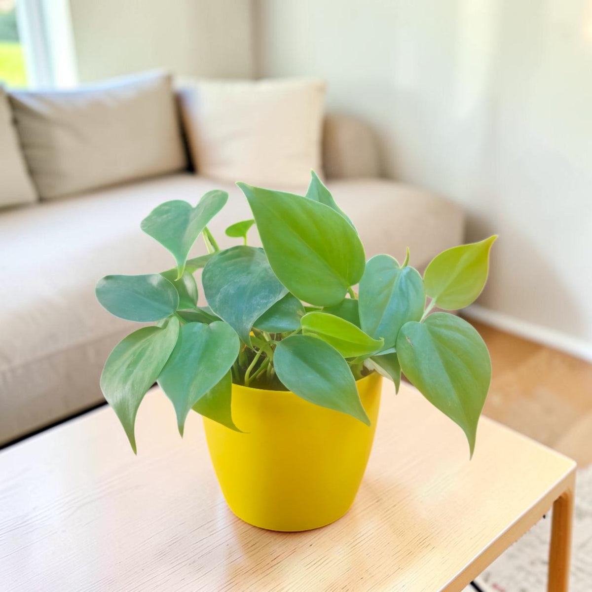 Low Maintenance Plants