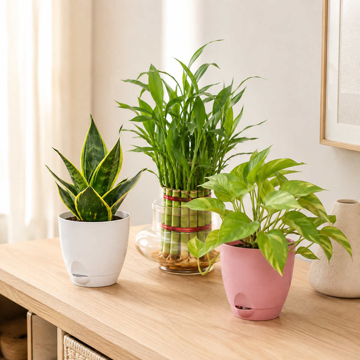 Beginner Plant Combos