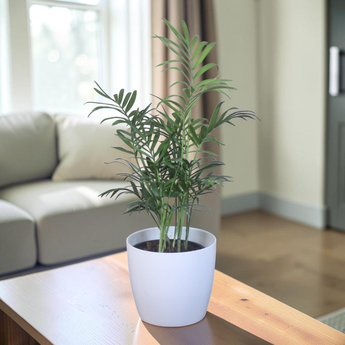 Pet Friendly Plants
