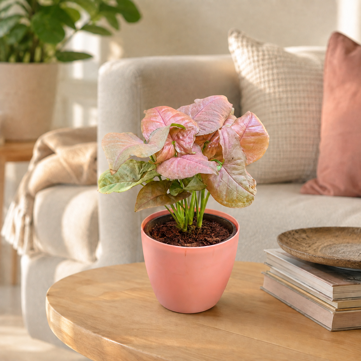 Coffee Table Plants