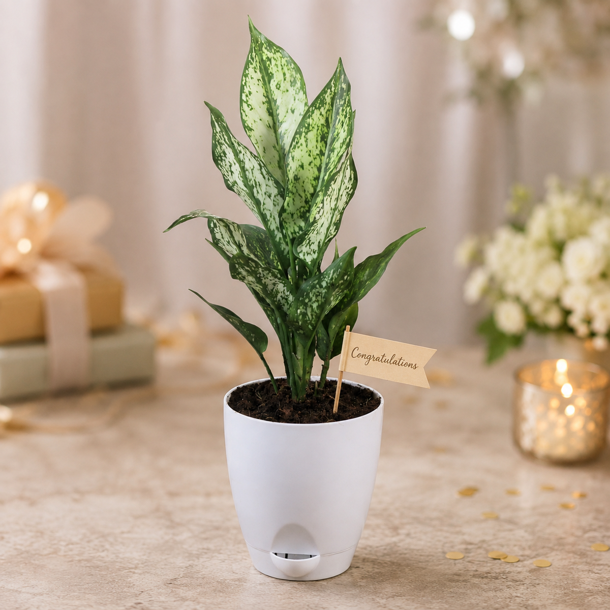 Congratulations Plant Gifts