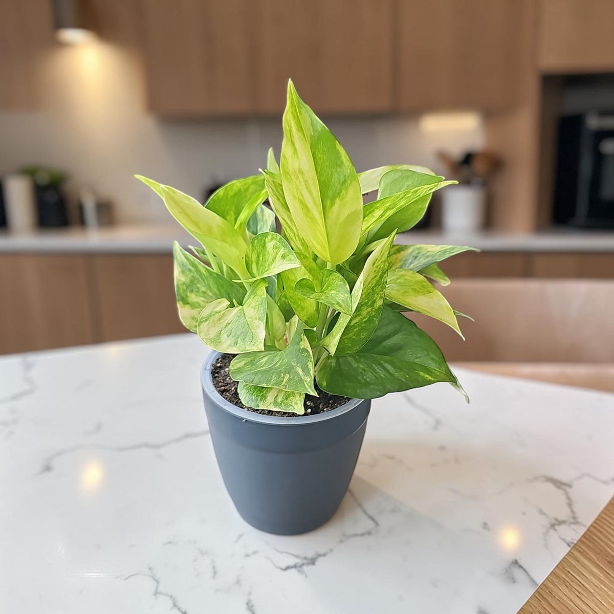 Kitchen Plants