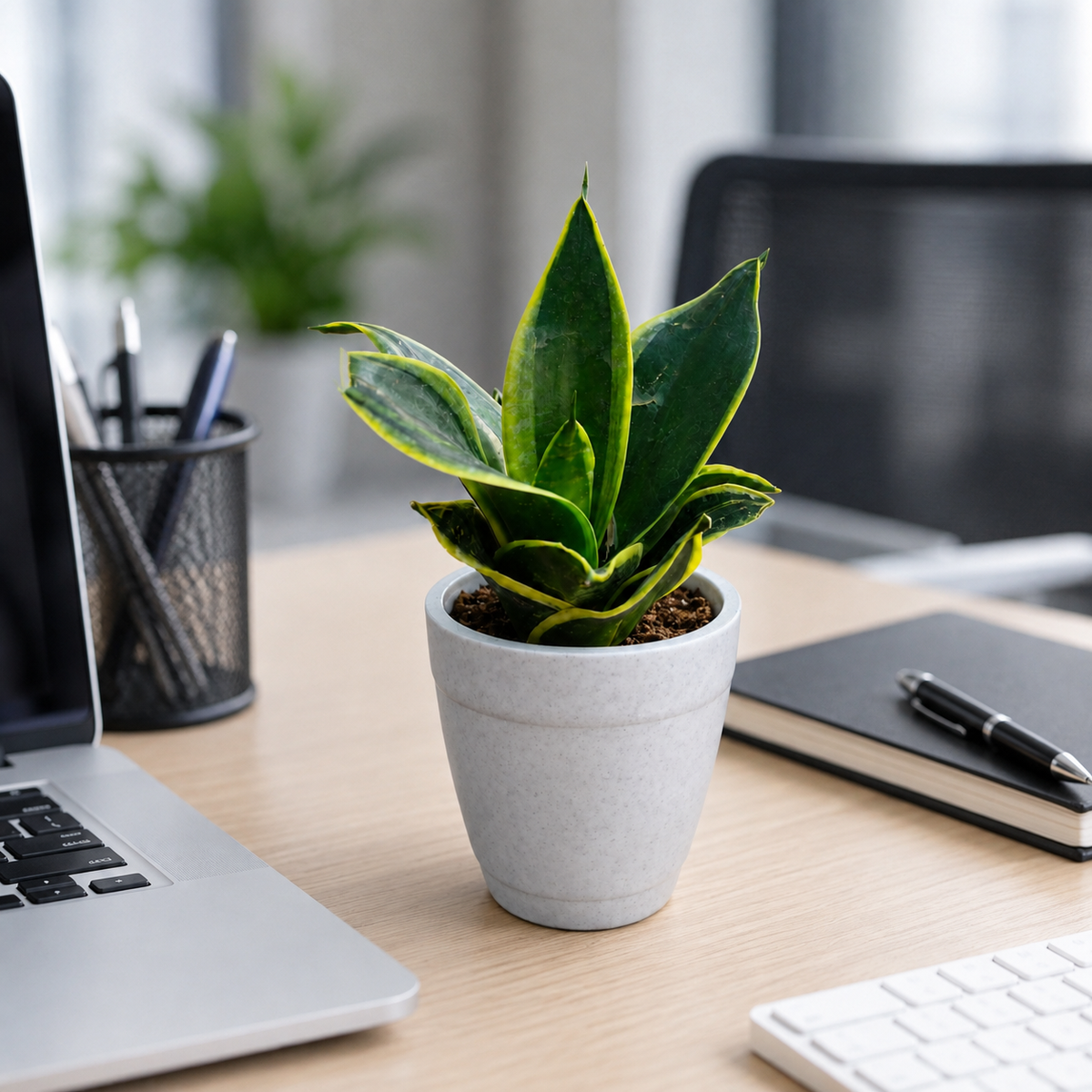 Office Desk Plants