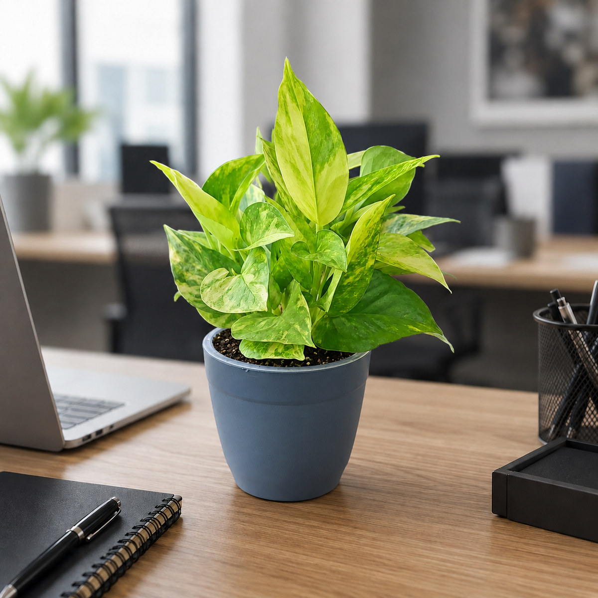 Office Plants