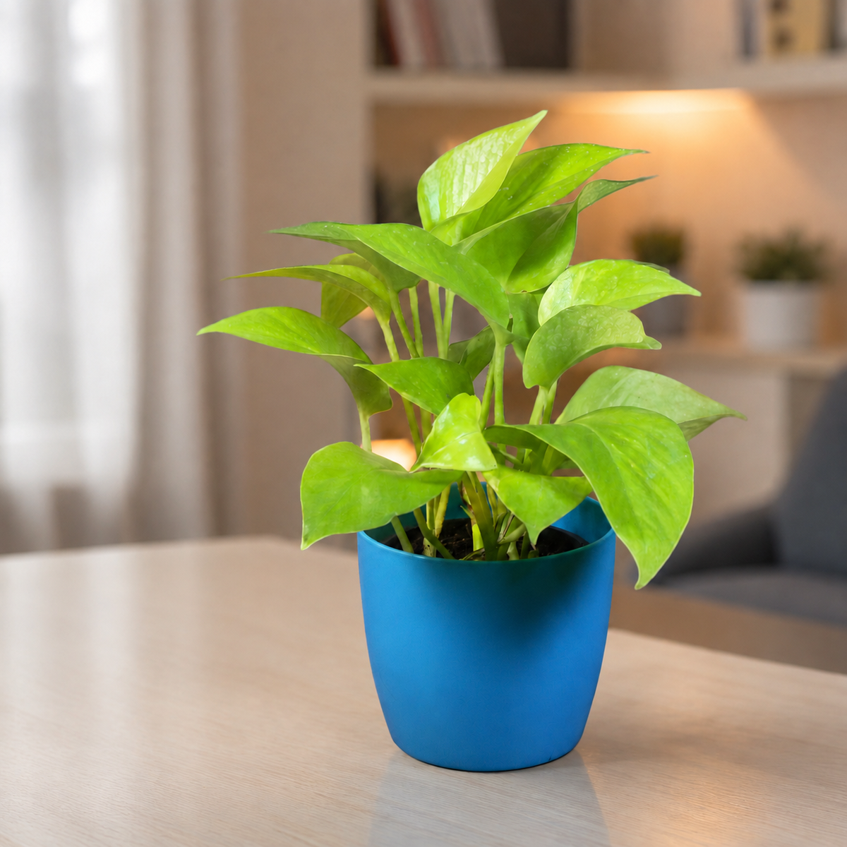 Plants for Air Conditioned Rooms