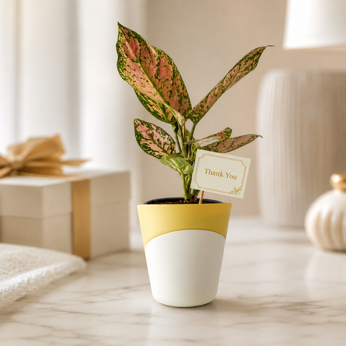 Thank You Plant Gifts