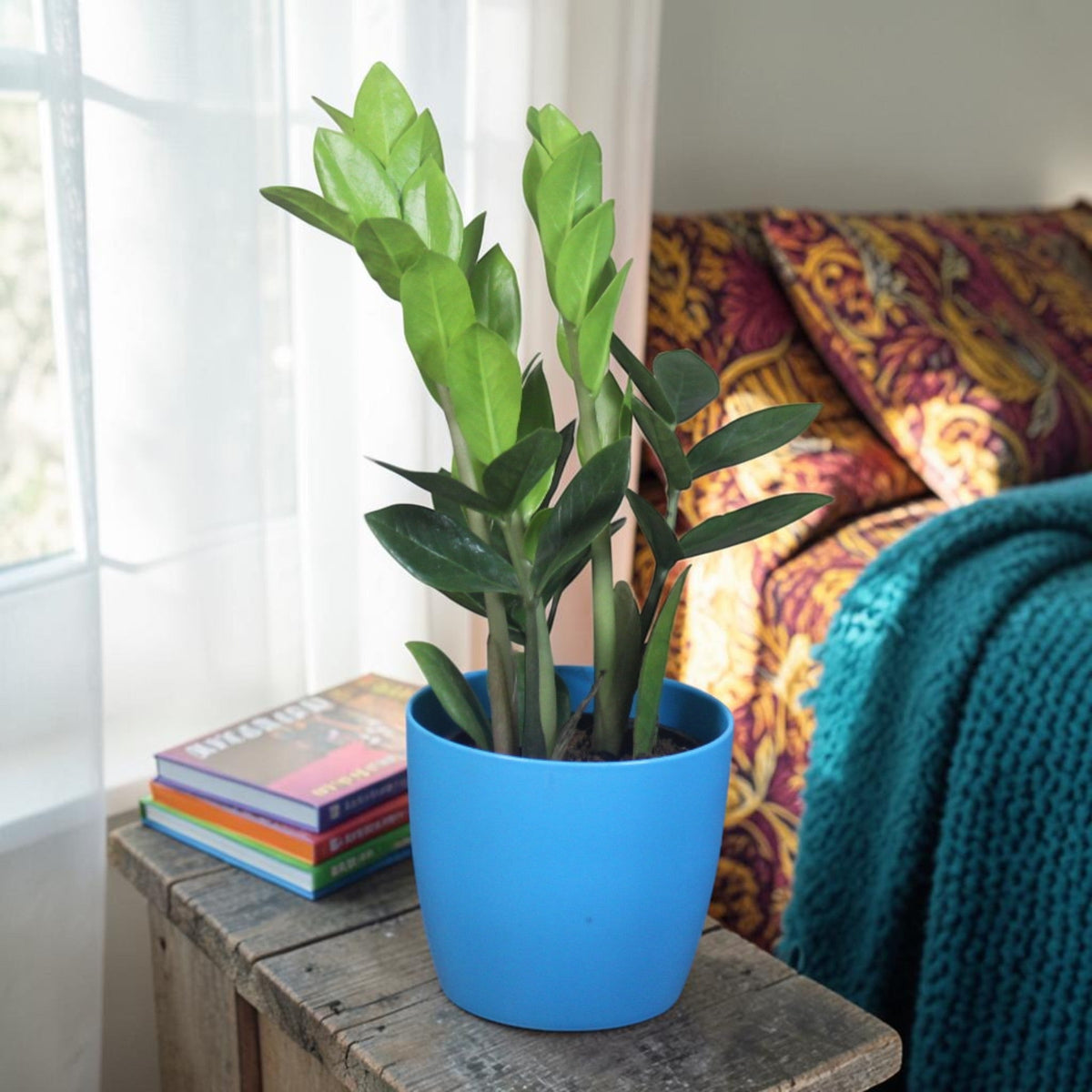Bedroom Plants
