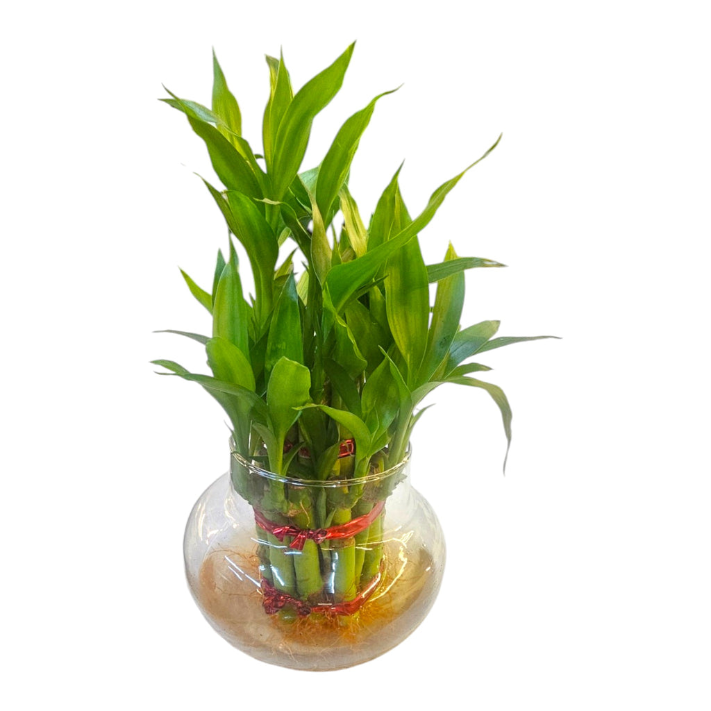 2 Layer Lucky Bamboo