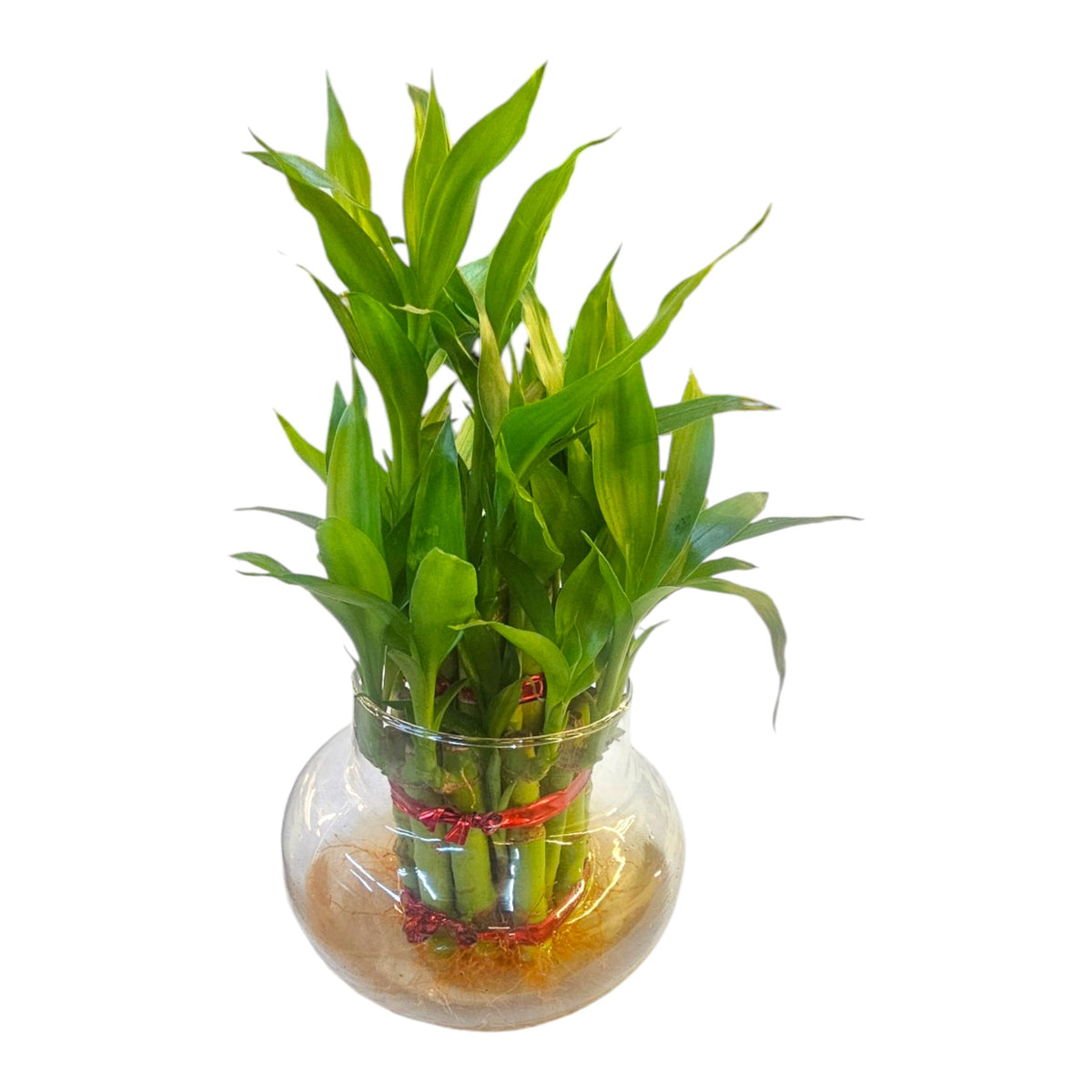 2 Layer Lucky Bamboo