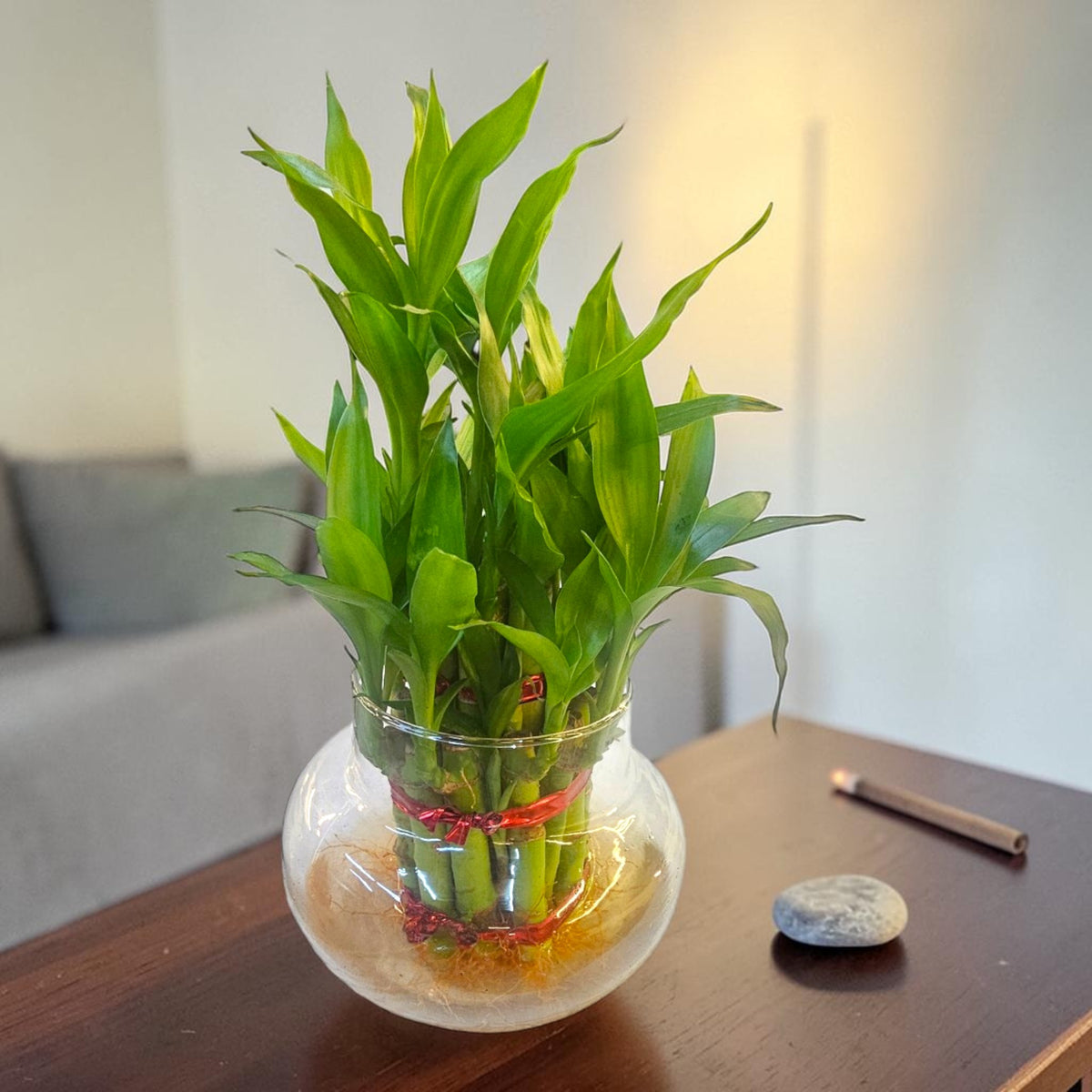 2 Layer Lucky Bamboo