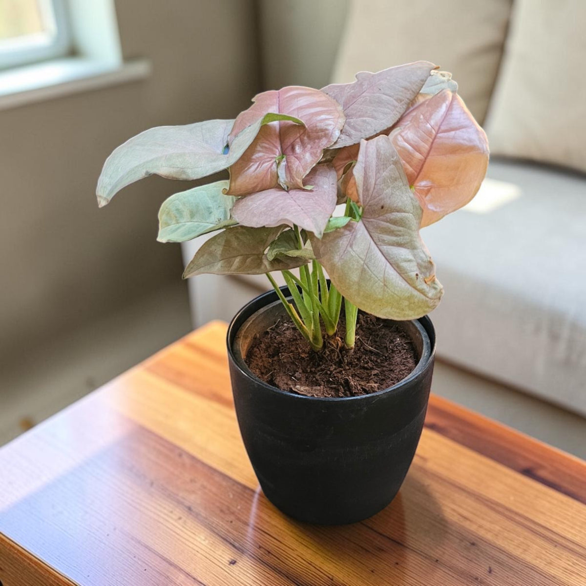 Syngonium (Pink) Plant