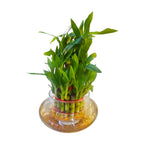 3 Layer Lucky Bamboo