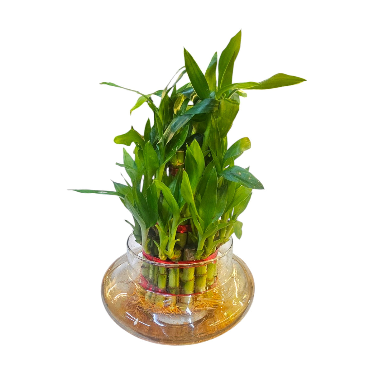 3 Layer Lucky Bamboo