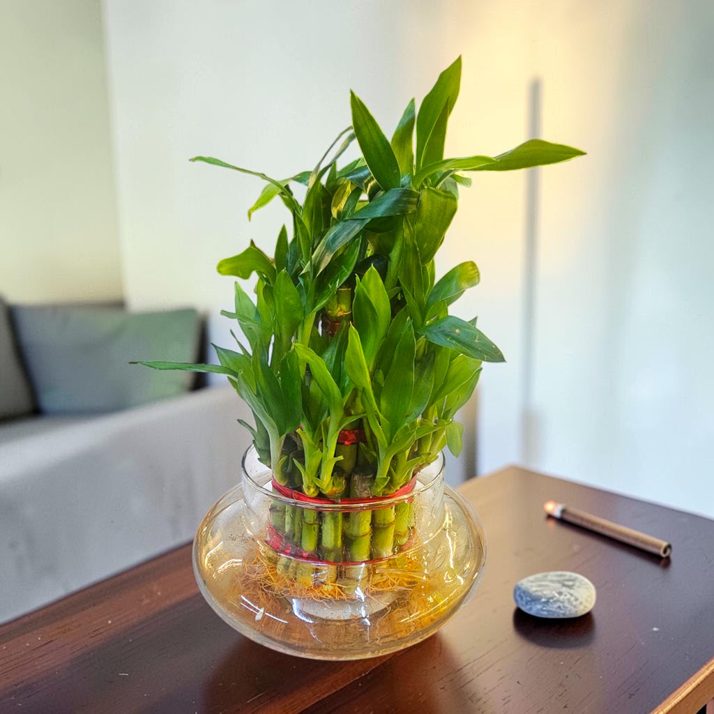 3 Layer Lucky Bamboo