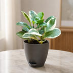 Peperomia (Variegated) Plant