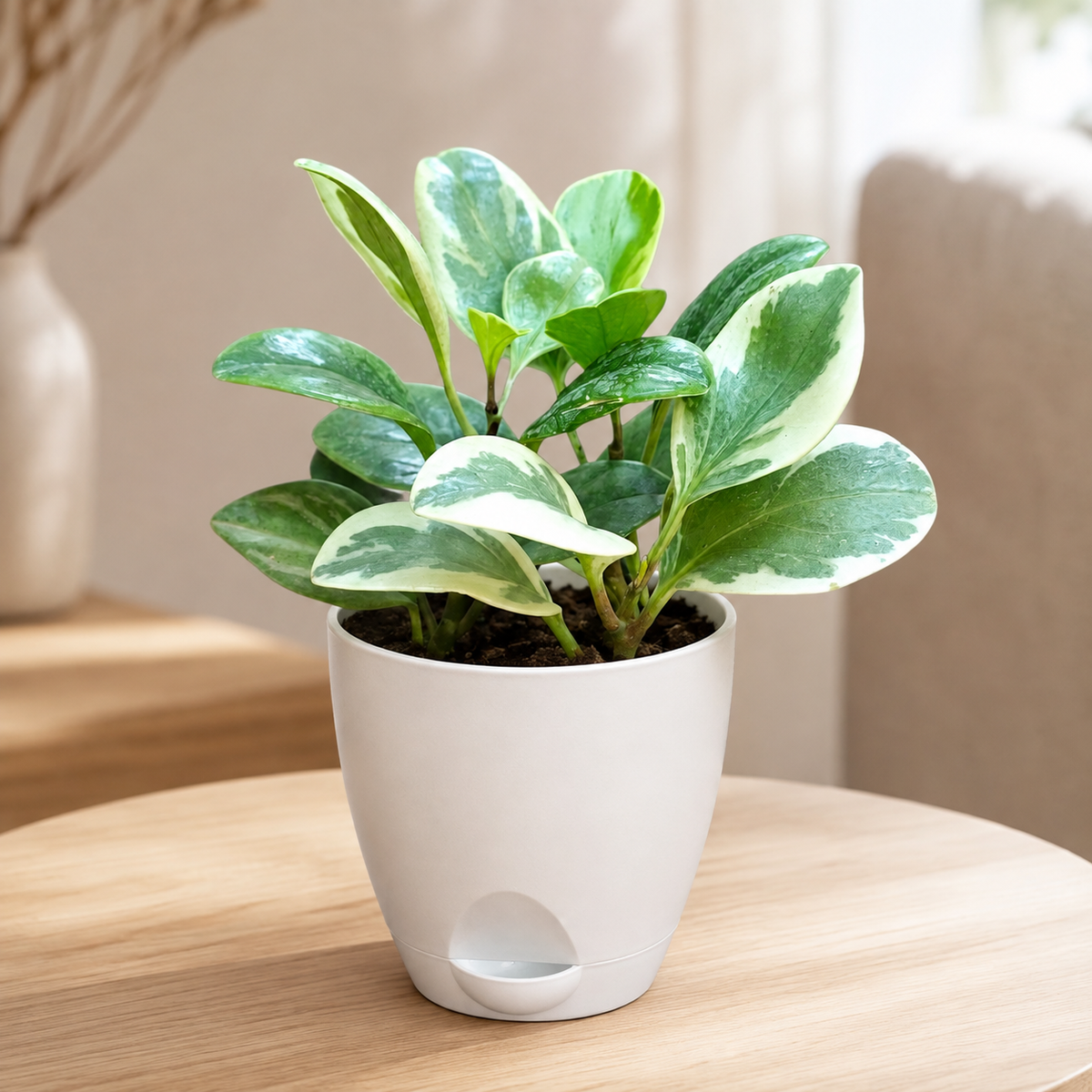 Peperomia (Variegated) Plant
