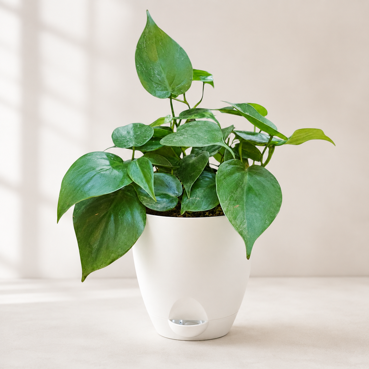 Philodendron oxycardium (Green) Plant