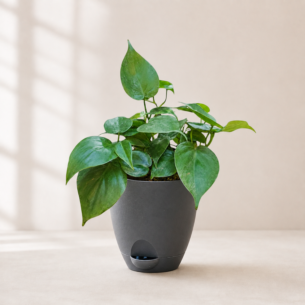 Philodendron oxycardium (Green) Plant