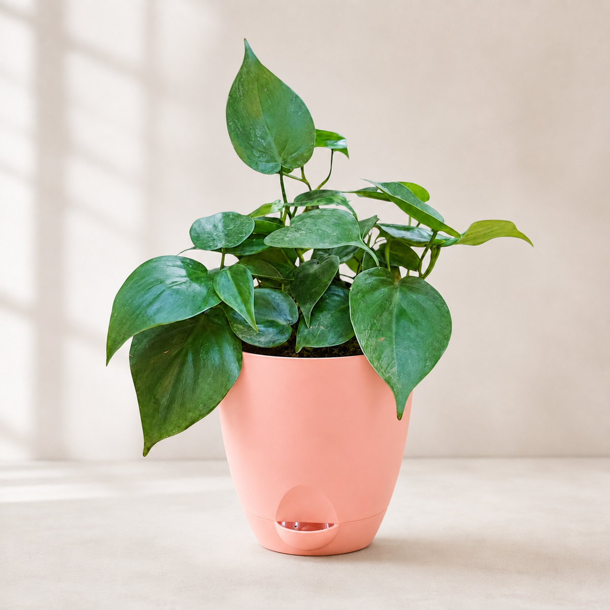 Philodendron oxycardium (Green) Plant
