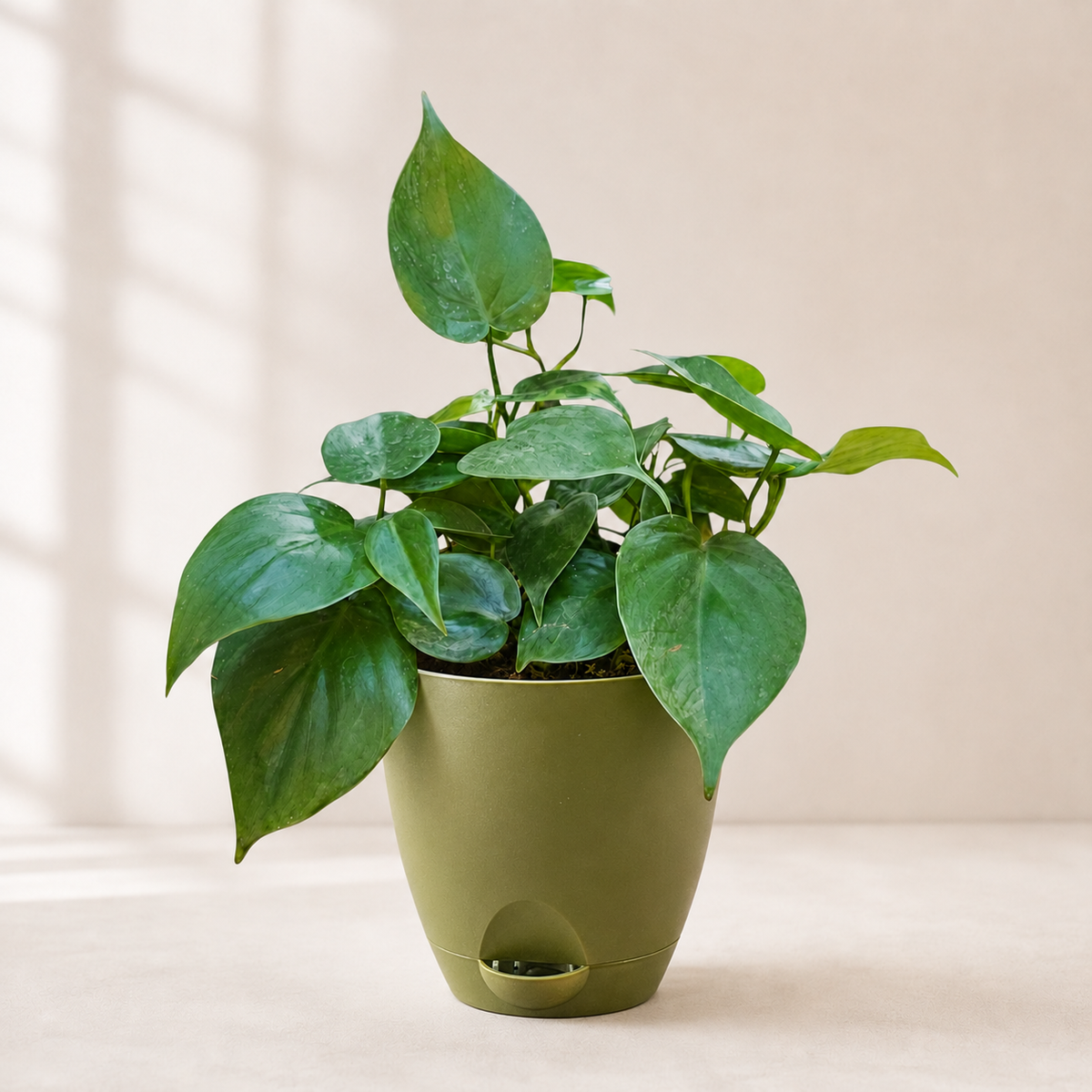 Philodendron oxycardium (Green) Plant