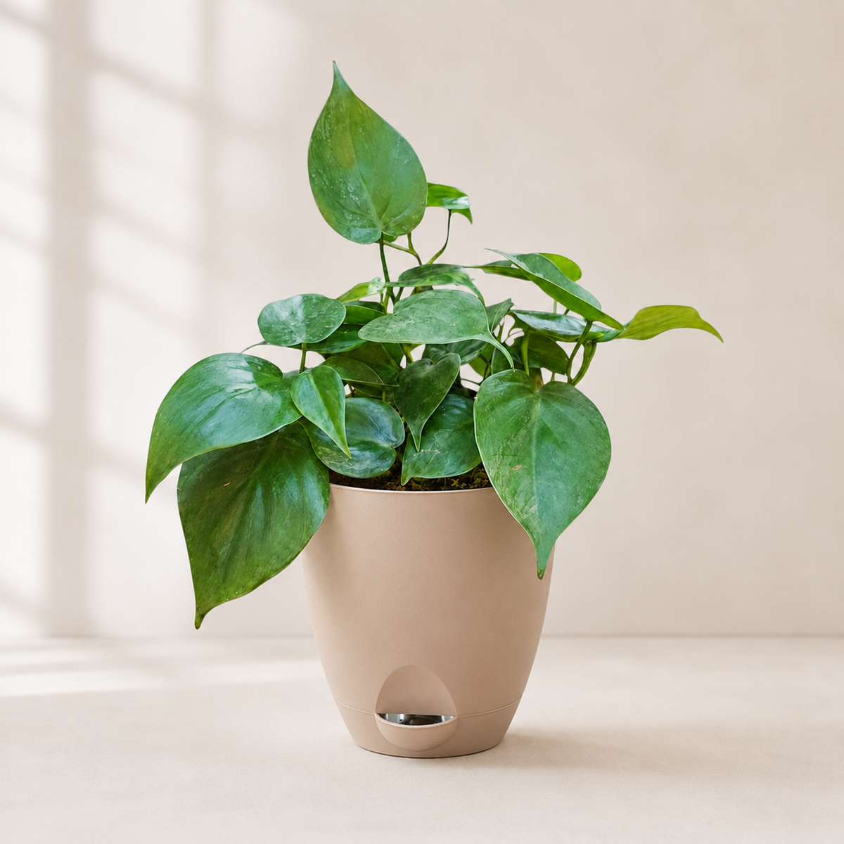 Philodendron oxycardium (Green) Plant