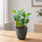 Peperomia (Green) Plant