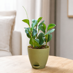 Peperomia (Green) Plant