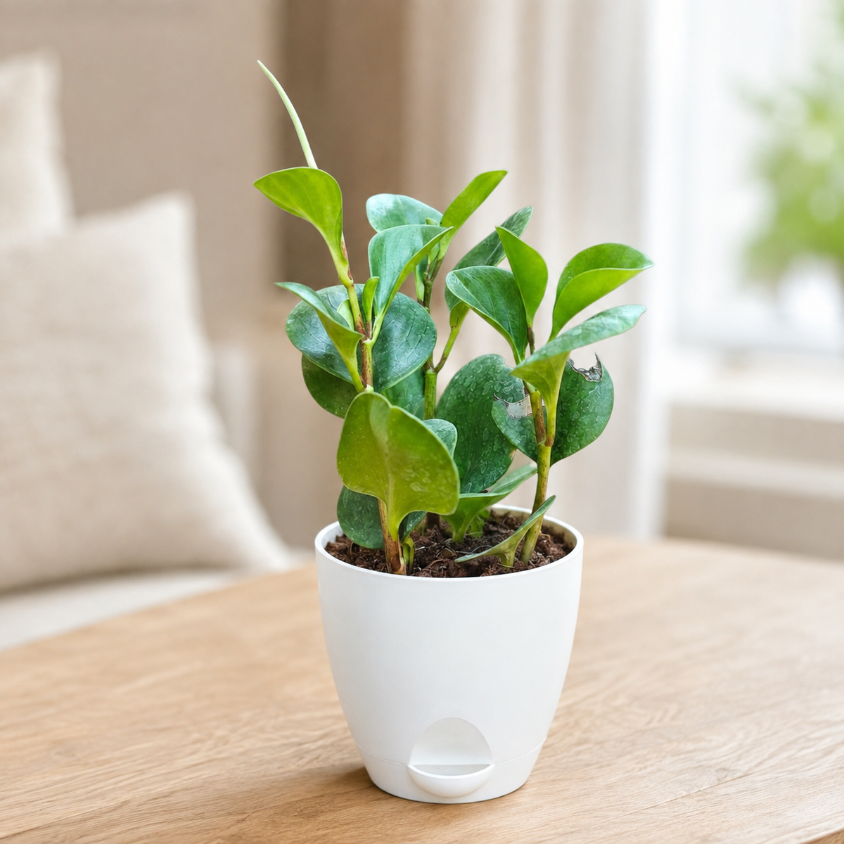 Peperomia (Green) Plant