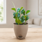 Peperomia (Green) Plant