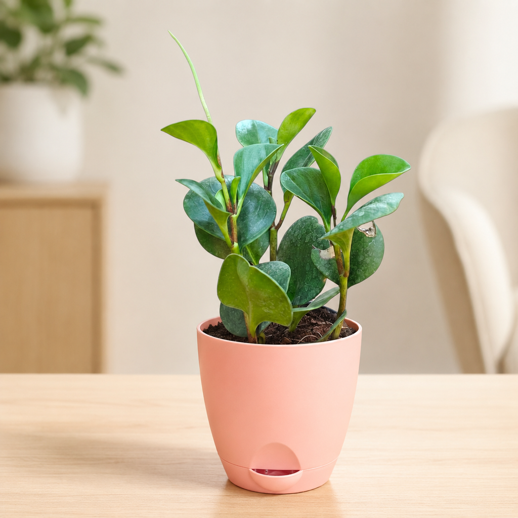 Peperomia (Green) Plant