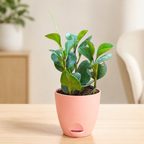 Peperomia (Green) Plant