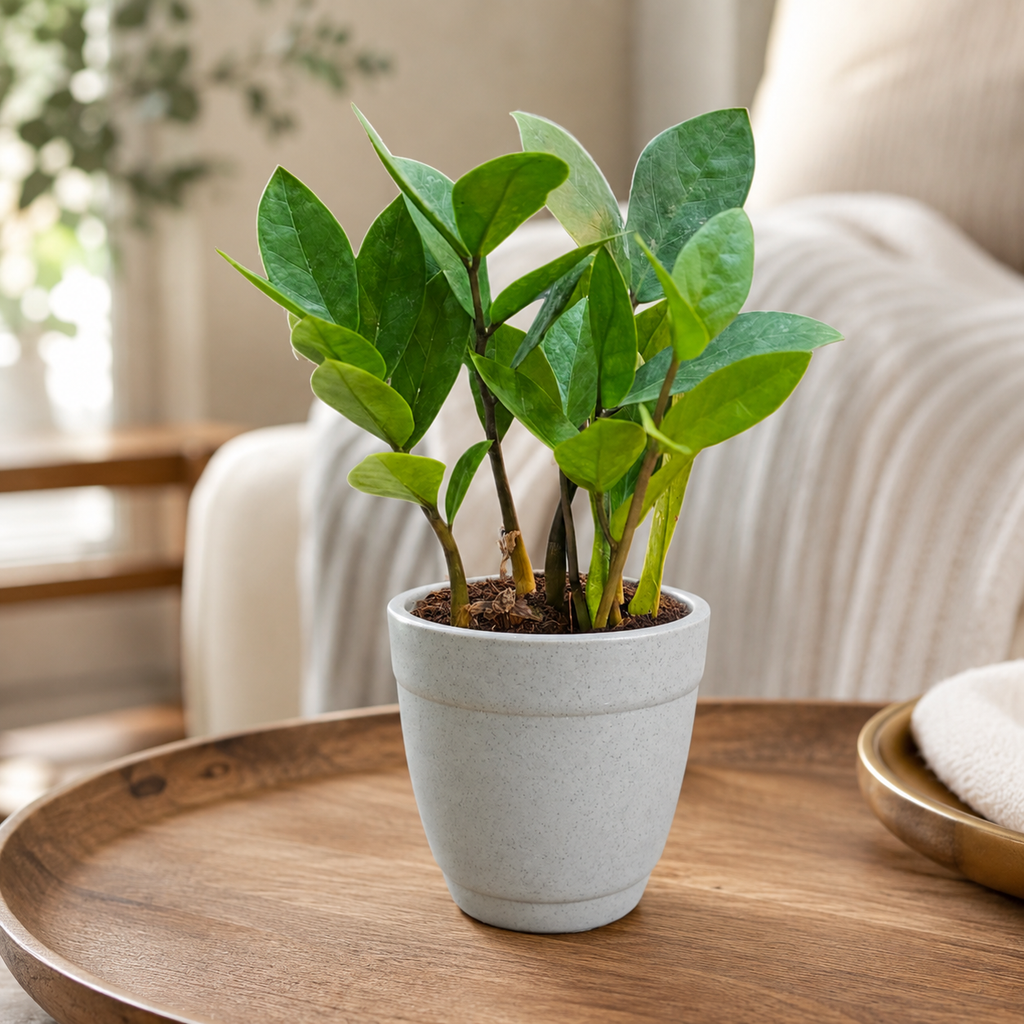 ZZ Plant