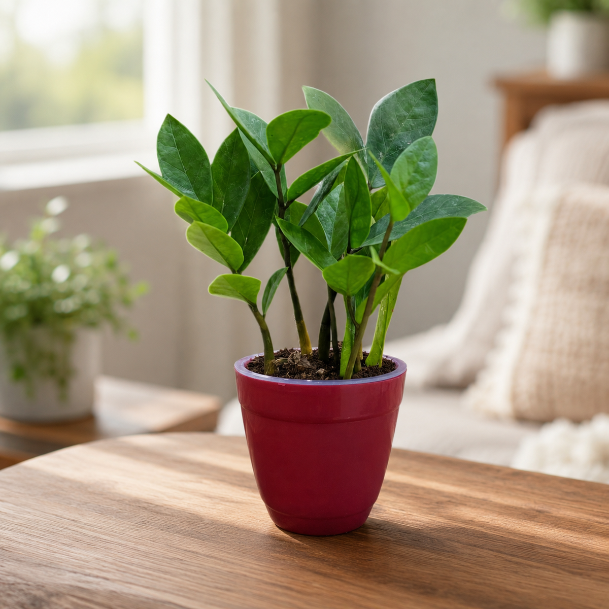 ZZ Plant
