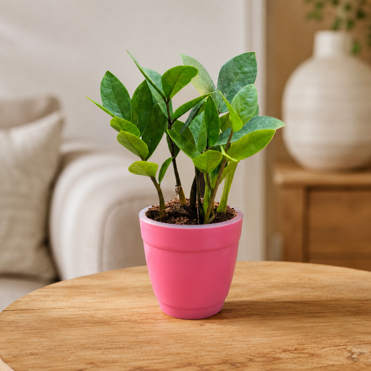ZZ Plant