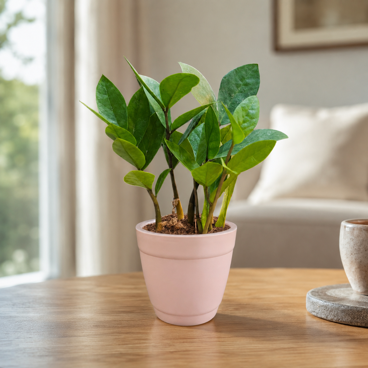 ZZ Plant