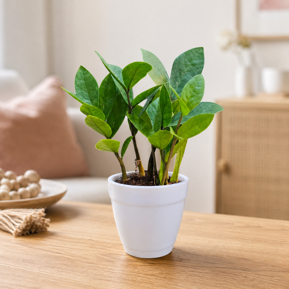 ZZ Plant
