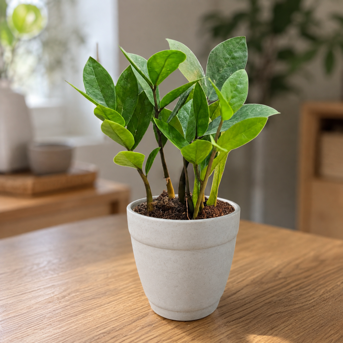ZZ Plant