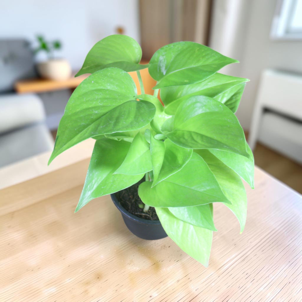 Money Plant (Golden)