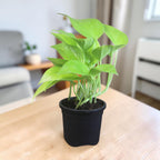 Money Plant (Golden)