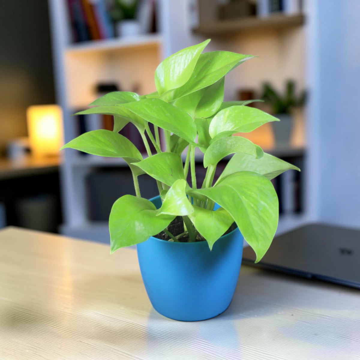 Money Plant (Golden)