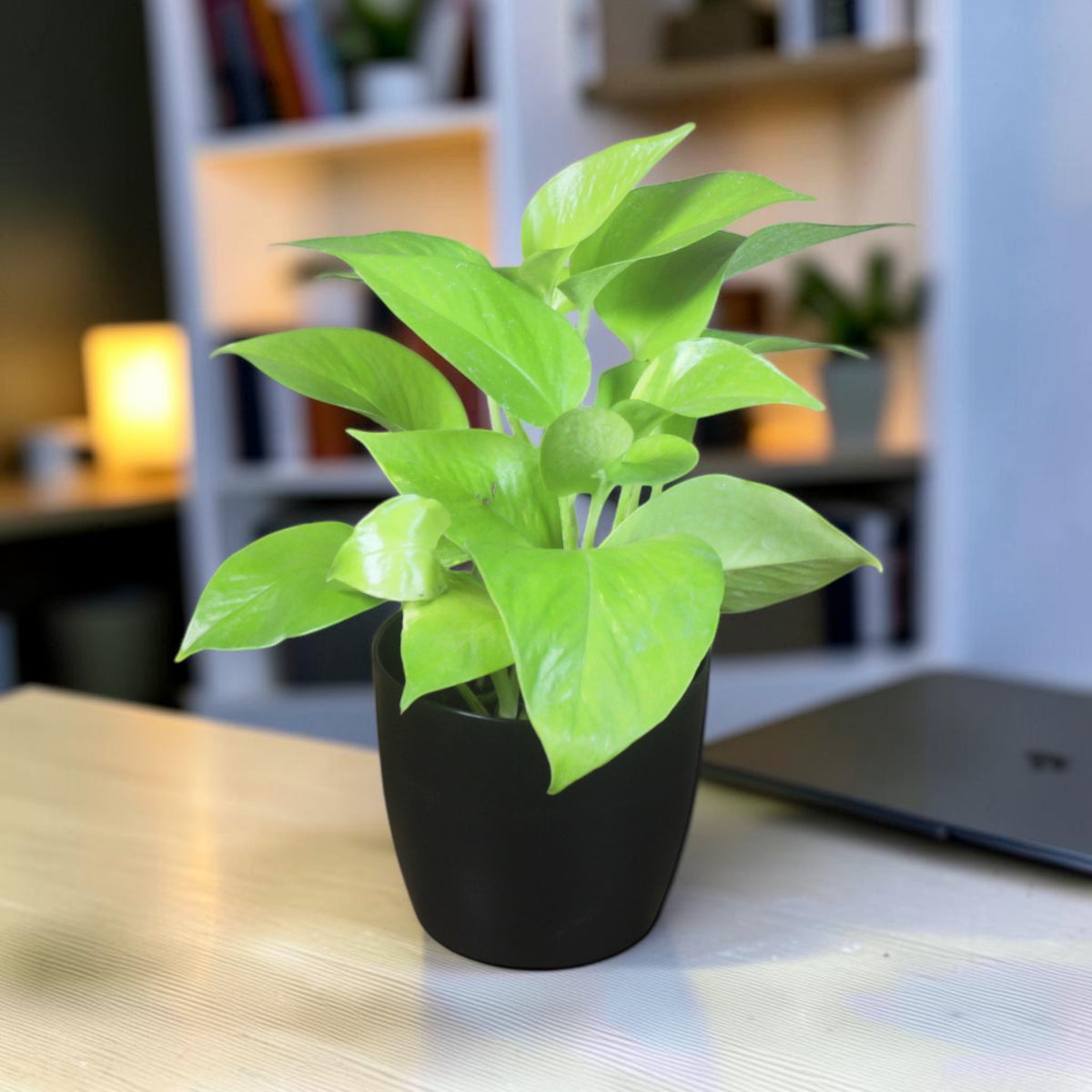Money Plant (Golden)