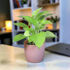 Money Plant (Golden)