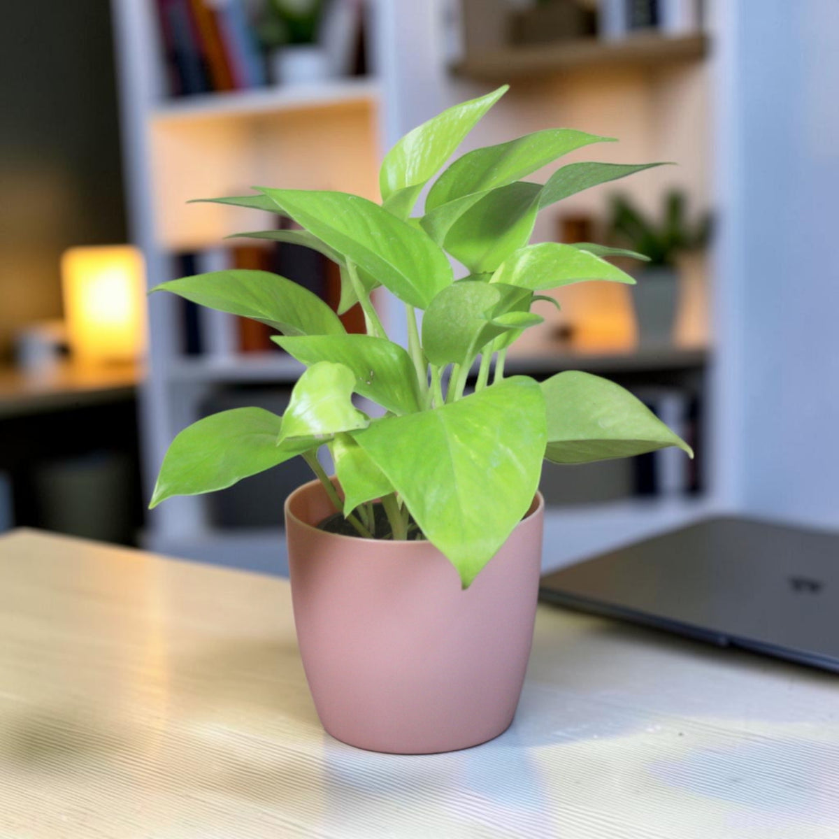Money Plant (Golden)