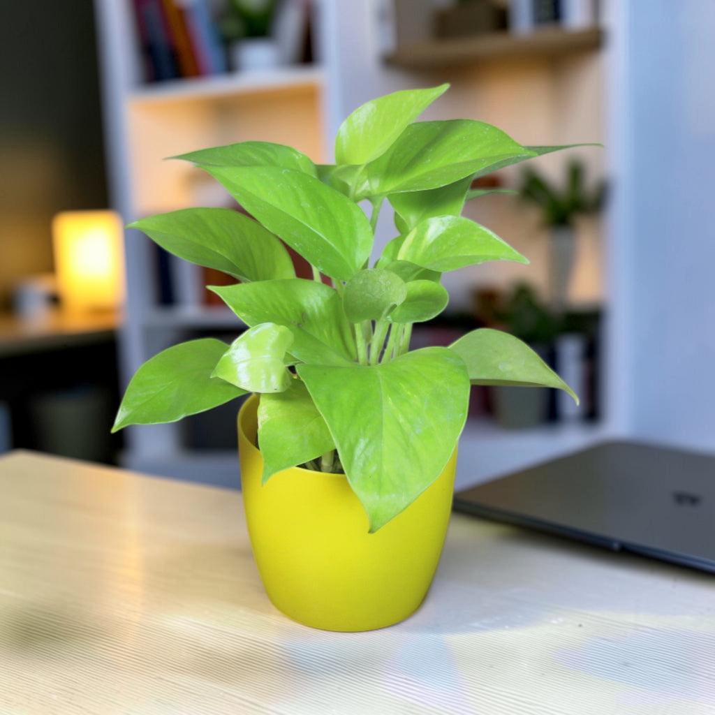 Money Plant (Golden)