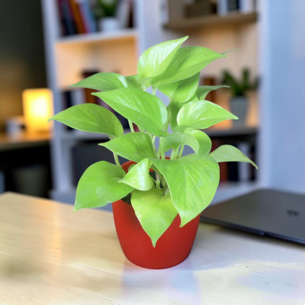 Money Plant (Golden)