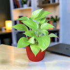 Money Plant (Golden)
