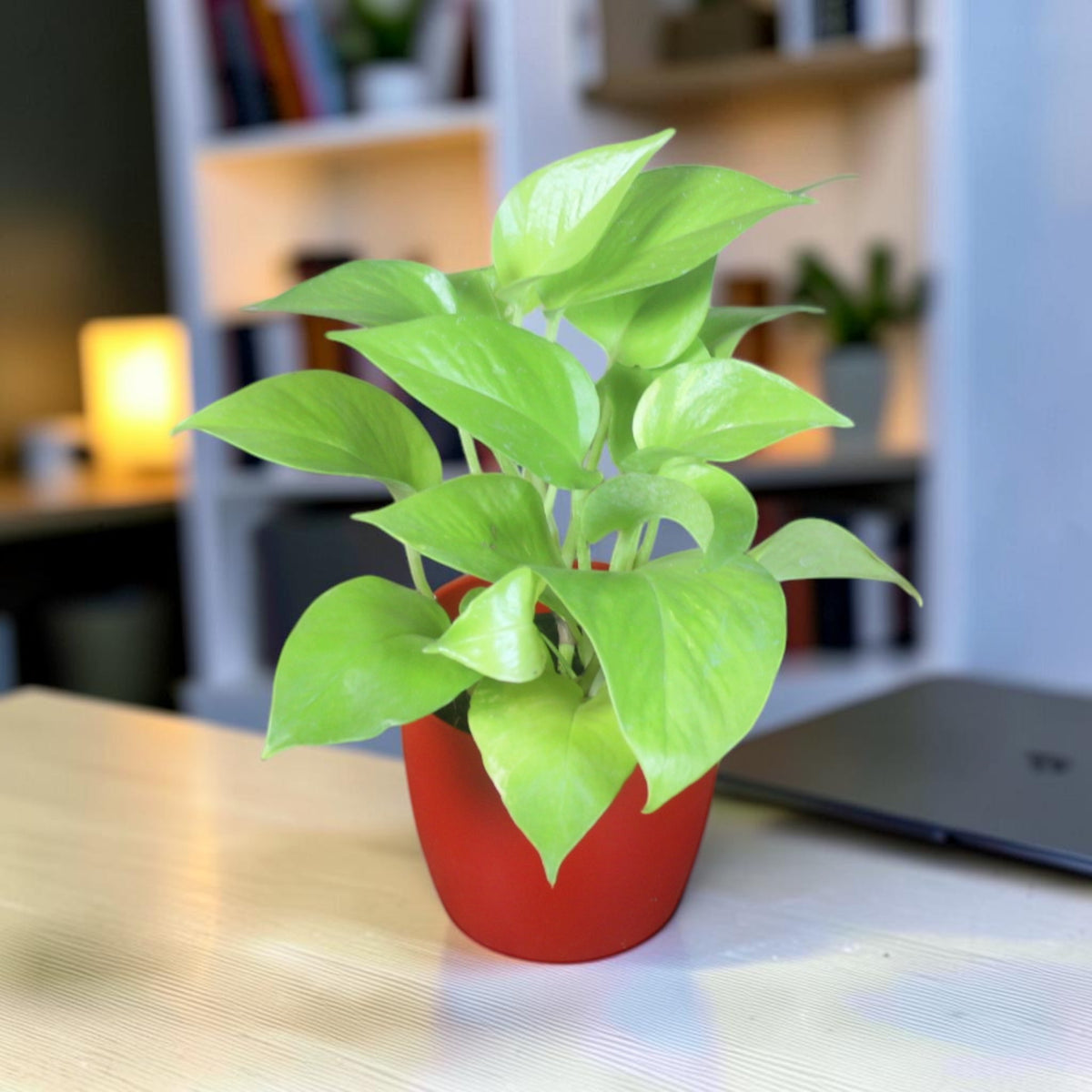 Money Plant (Golden)