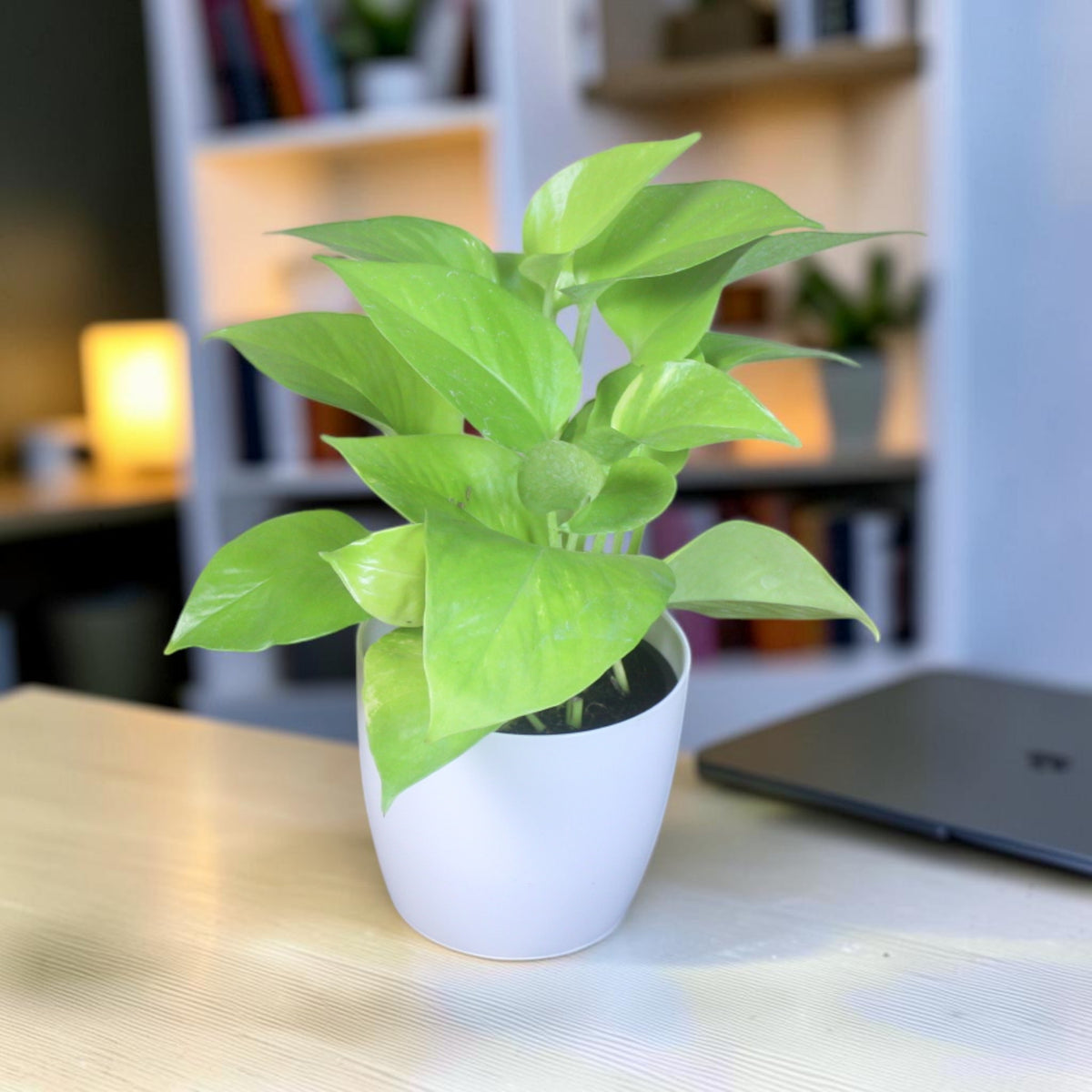 Money Plant (Golden)