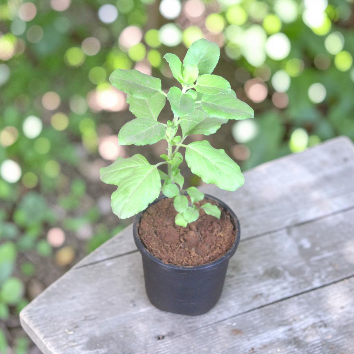 Krishna Tulsi Plant