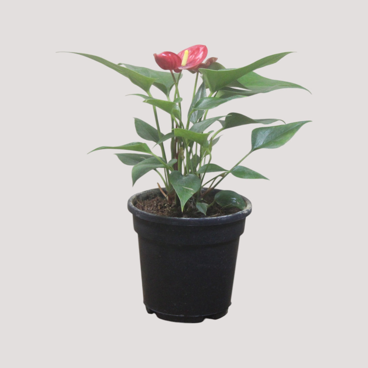 Anthurium (Red) Plant